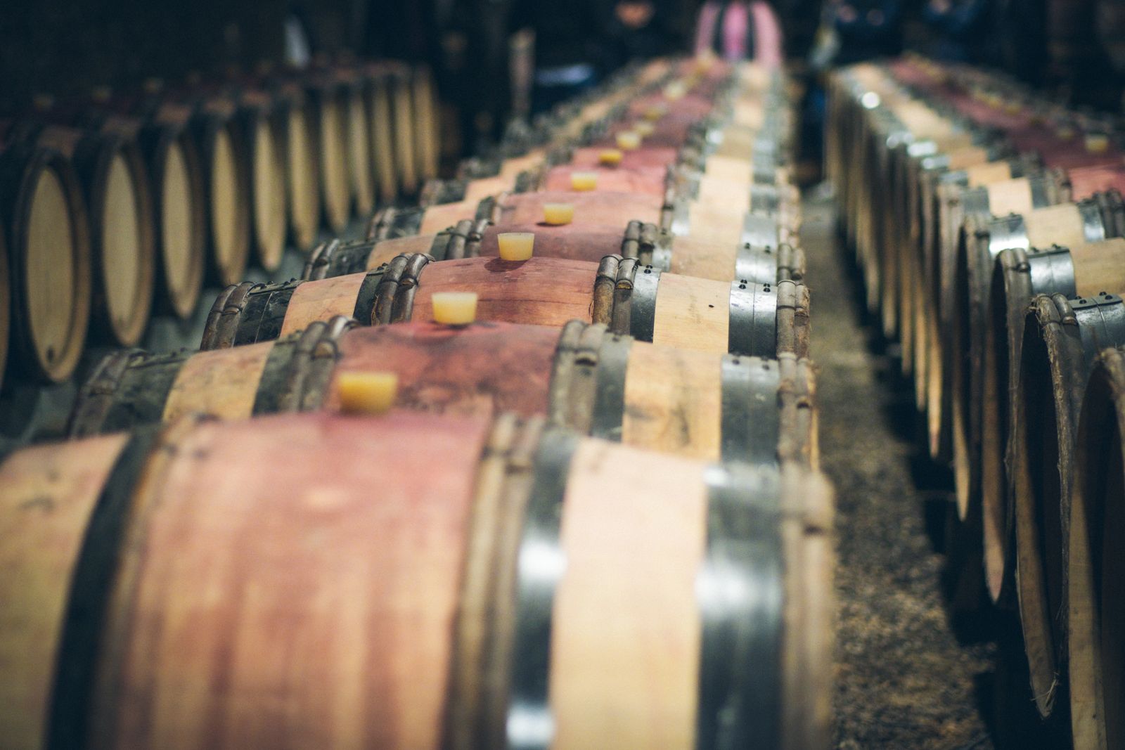 Two long rows of oak barrels with colored bungs stacked along an aisle in a barrel room