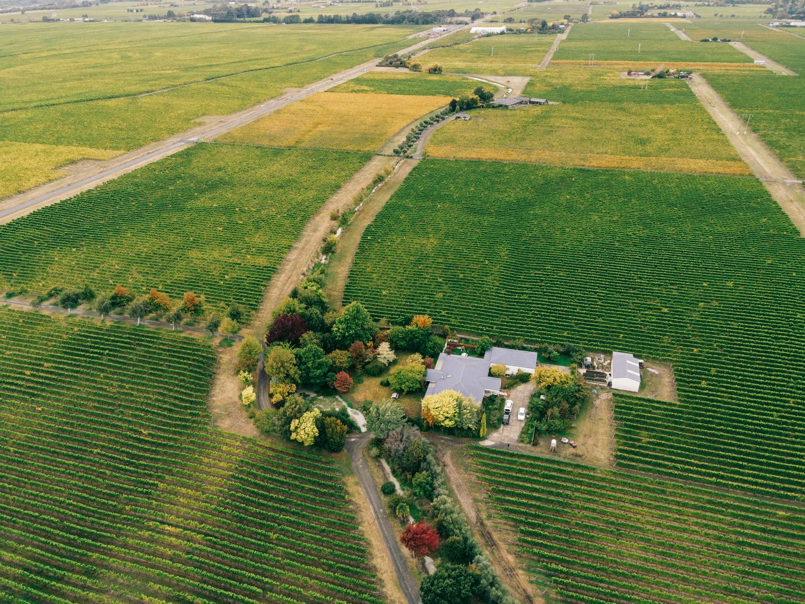 An aerial view of a small farmhouse surrounded by trees and green vineyard rows divided by dirt tracks