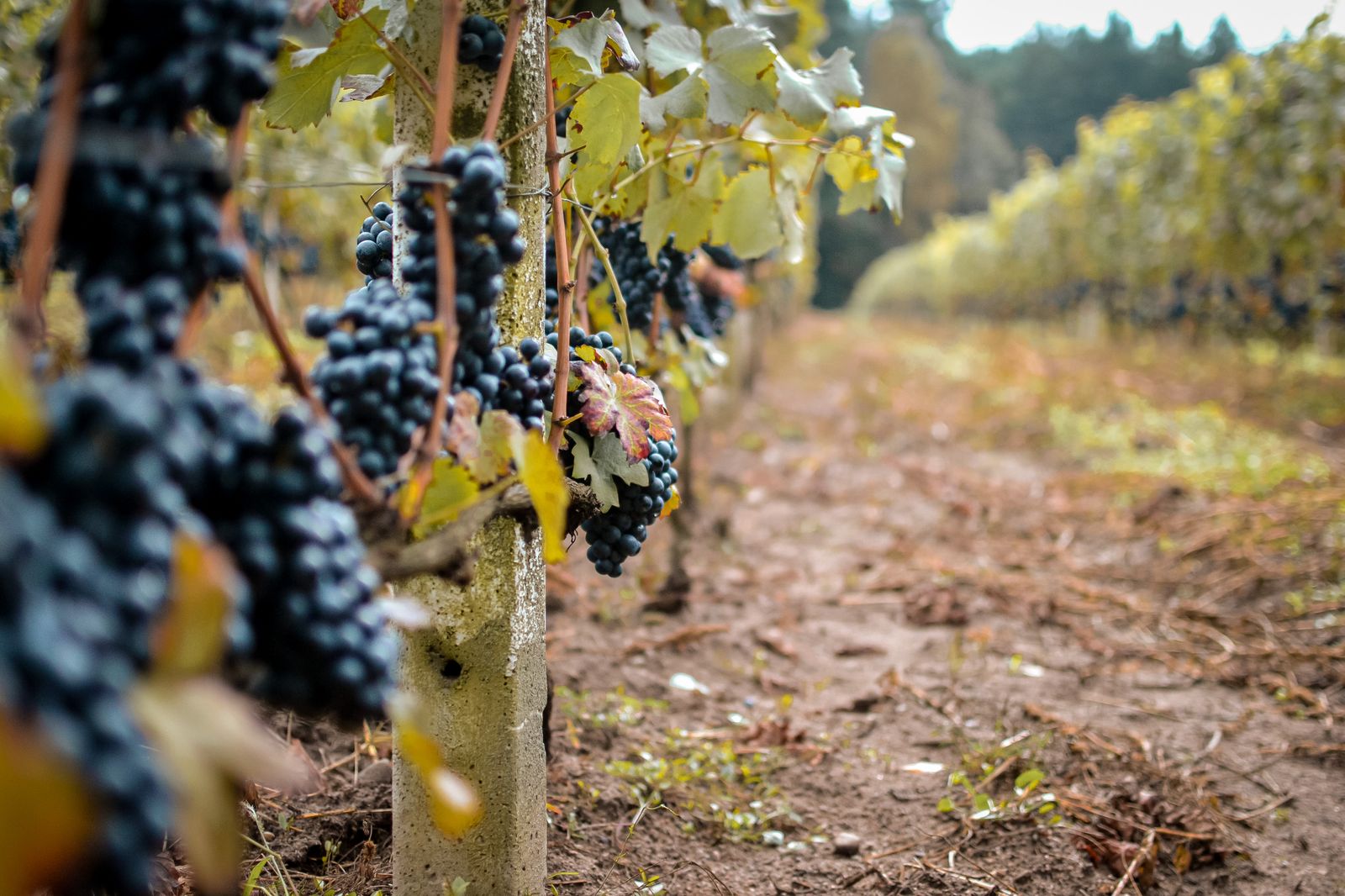 Pinot Noir on the vine, ready to pick