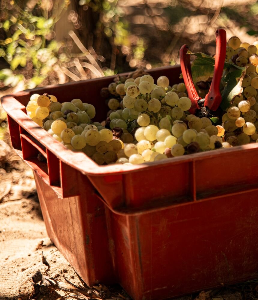 A red crate piled with freshly picked green grapes and a pair of pruning shears on top, among vines