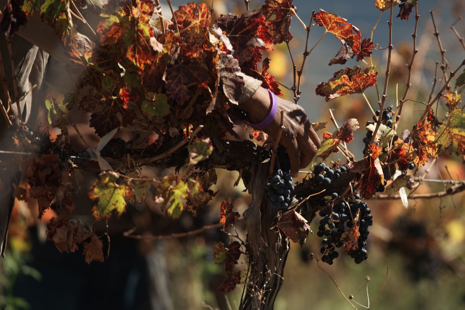 A hand reaching into autumn-colored vine leaves to pick a cluster of dark grapes